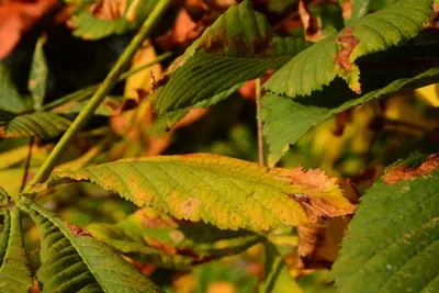 DSC_0461 (Large).JPG